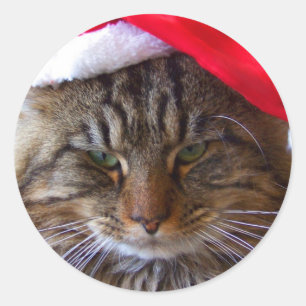 Etiquetas irritadiços do gato do Natal