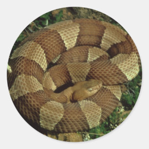 etiquetas largo-unidas do cobra do copperhead
