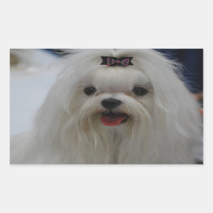 Etiquetas maltesas do filhote de cachorro
