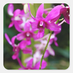 Etiquetas - orquídea de Cooktown