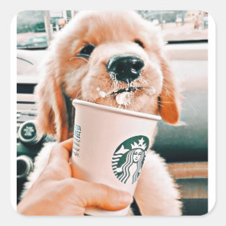 Etiquetas para cães bonitos