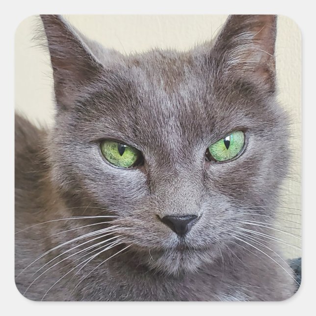 Etiquetas para gatos cinzas (Frente)