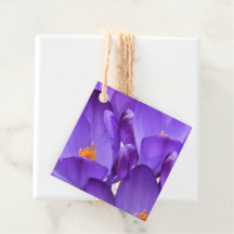 Flores de Crocus de Primavera