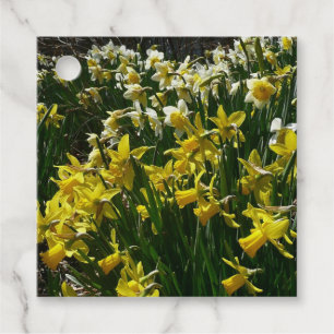 Etiquetas Para Lembrancinhas Flores de primavera de Daffodils Amarelos e Branco