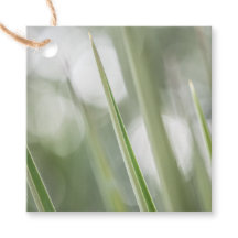 Foto verde-pontiaguda da planta