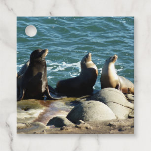Etiquetas Para Lembrancinhas San Diego Sea Lions