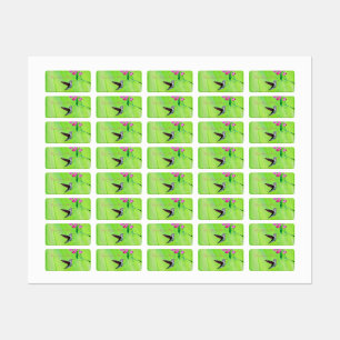 Etiquetas Pintura de aves e ervilhas doces