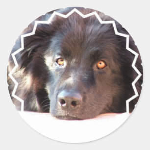Etiquetas pretas do cão de Terra Nova