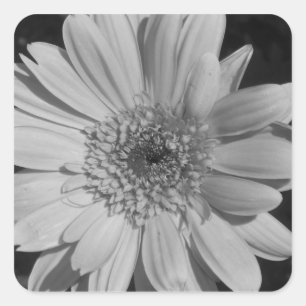 Etiquetas preto e branco do Gerbera