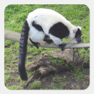 Etiquetas preto e branco do Lemur #2-2 de Ruffed