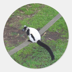 Etiquetas preto e branco do Lemur #3 de Ruffed