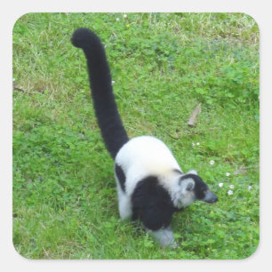 Etiquetas preto e branco do Lemur #4 de Ruffed