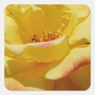 Etiquetas quadradas cor-de-rosa