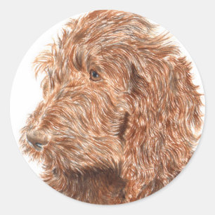 Etiquetas redondas de Labradoodle #2 do chocolate