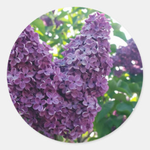 Etiquetas roxas dos Lilacs