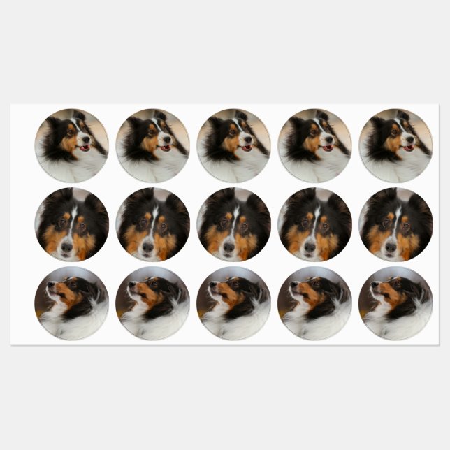 Etiquetas Shelty (Folha)