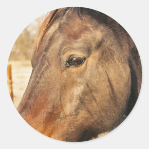 Etiquetas sonolentos do cavalo de esboço