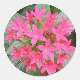 Etiquetas tropicais cor-de-rosa brilhantes das