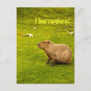 Eu amo capivaras Cartão postal