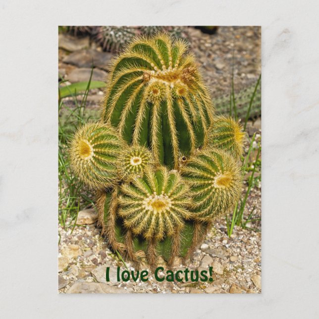 Eu amo cartão postal de Cactus (Frente)