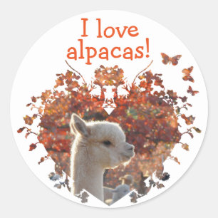 Eu amo etiquetas das alpacas