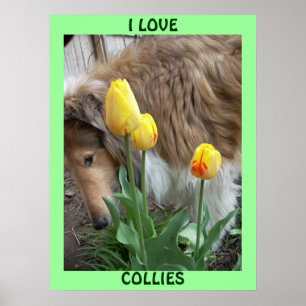 EU AMO O POSTER DOS COLLIES