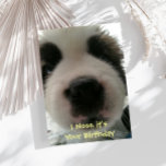 Eu cheiro-o sou seu cartão de aniversário<br><div class="desc">O artigo engraçado diz o nariz que de I é seu aniversário com uma imagem histérica do fim acima do nariz de um filhote de cachorro.  Faz um grande cartão para o amante do cão em sua vida!</div>