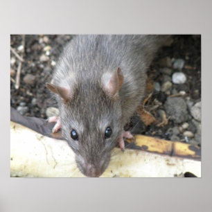 Eu estou olhando-o impressão do rato