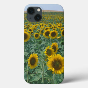 EU, France, Provence, Sunflower field