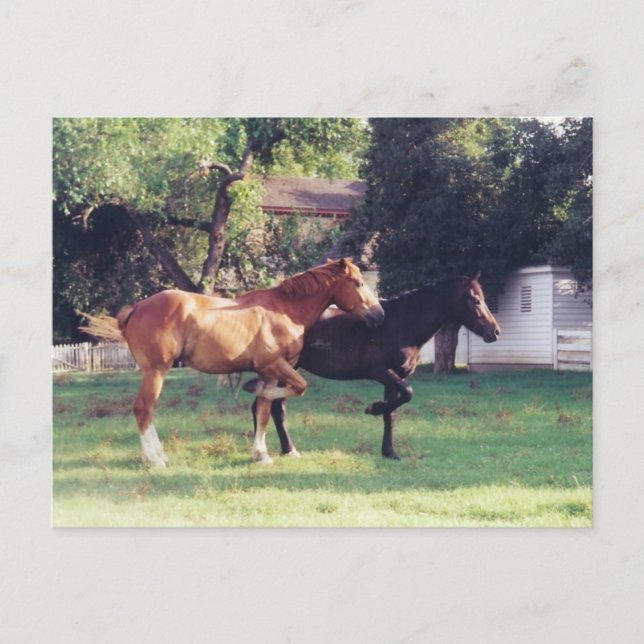 EU & MY SHADOW - cartão postal (Frente)