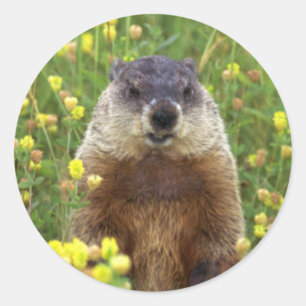 Eu sou etiqueta de Groundhog