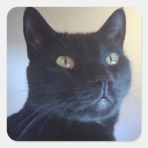 Eu sou etiqueta do gato