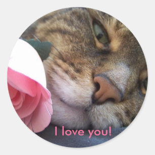 Eu te amo etiqueta do gato