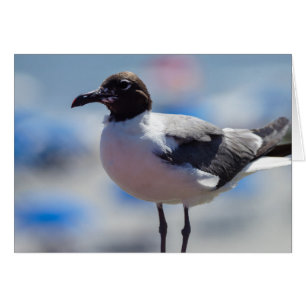 Eu Um Cartão De Saudação De Seagull