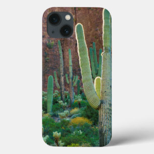 EUA, Arizona. Campo De Saguaro Cactus Por Um Cliff