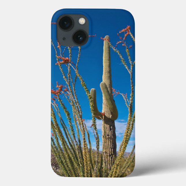 EUA, Arizona. Parque Nacional De Cactus Em Saguaro (Verso)