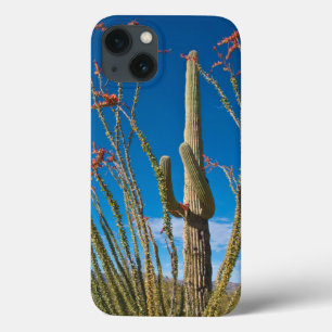 EUA, Arizona. Parque Nacional De Cactus Em Saguaro