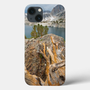 EUA, Califórnia, Floresta Nacional Inyo.