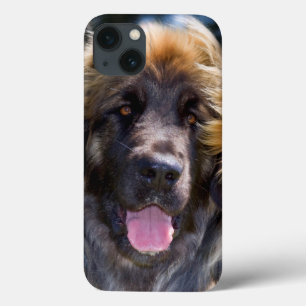 EUA, Califórnia. Retrato do assento de Leonberger