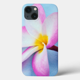 EUA, Havaí, Oahu, Flores de Plumeria em flor 2
