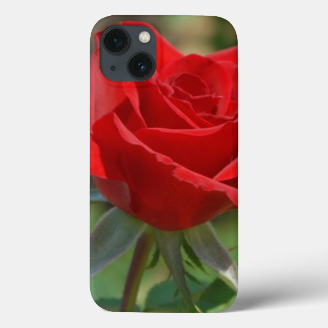 EUA, Kansas, Rosa vermelha (Verso)