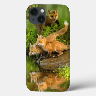 EUA, Minnesota, arenito, animais selvagens 7 de