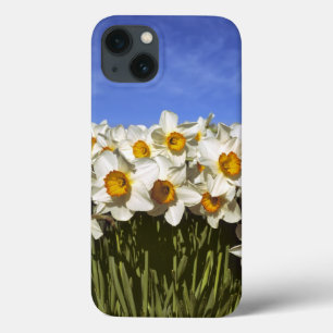 EUA, Oregon, Vale Willamette. Daffodilos crescem