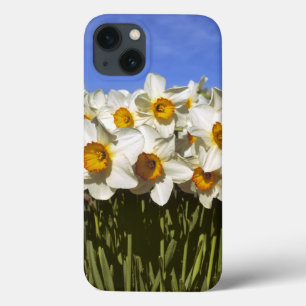 EUA, Oregon, Vale Willamette. Daffodilos crescem