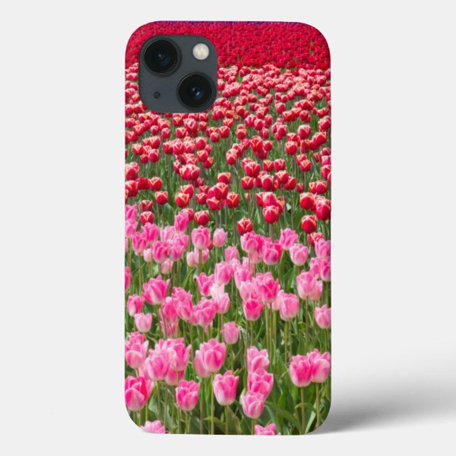 EUA, Washington. Campo de Tulipas Multicoloridas (Verso)