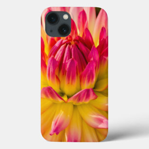 EUA, Washington. Detalhe Da Flor Dahlia