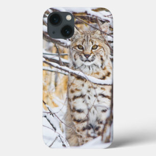 EUA, Wyoming, lince que senta-se em coberto de