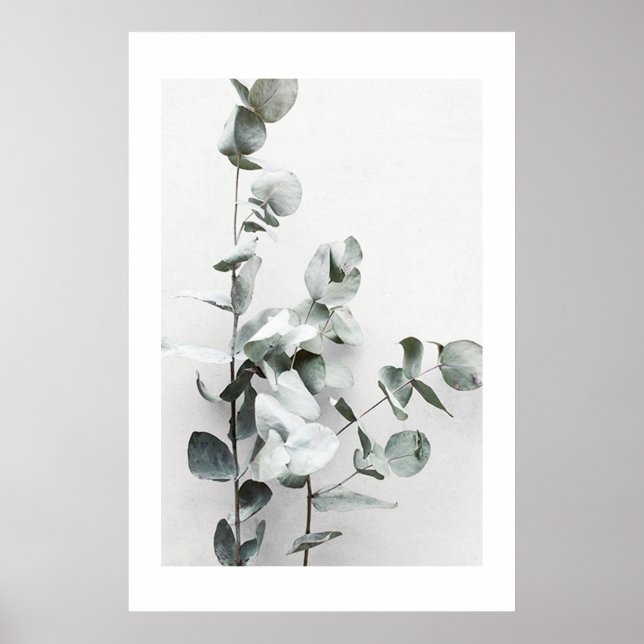 EUCALYPTUS TWIGS NO1, POSTER (Frente)