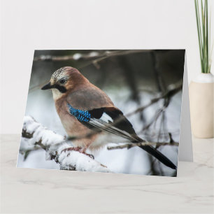 Eurasian Jay em um Ramo de Neve Grande Cartão de S