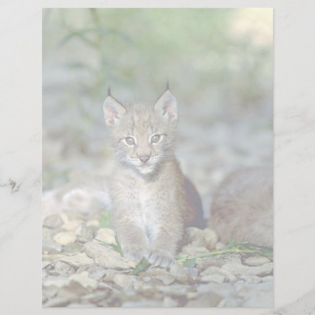Eurasian lynx, gatinho jovem (Frente)